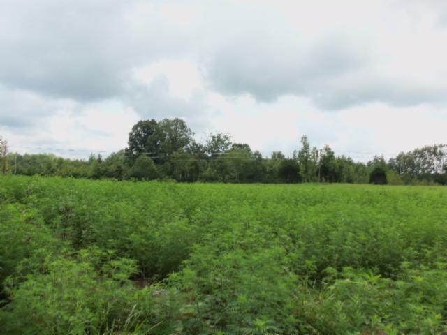 5 18 Acres Baxter Road Baxter, TN 38544 - Photo 9 of 12