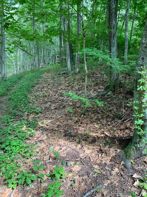 151 Hope Road Cranston, RI 02921 - Photo 26 of 33 backyard wooded area
