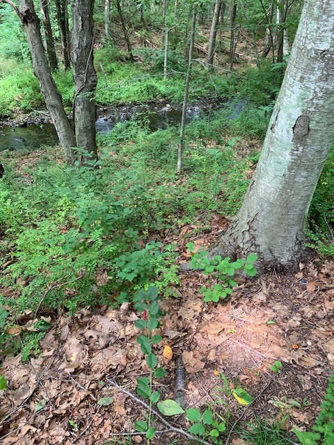 151 Hope Road Cranston, RI 02921 - Photo 27 of 33 backyard view of brook