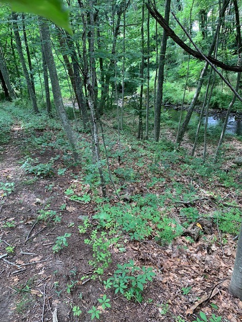 151 Hope Road Cranston, RI 02921 - Photo 28 of 33 view backyard of brook area
