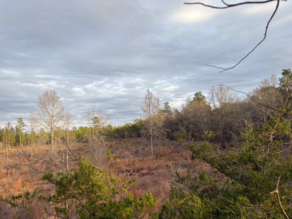 87 Samson Al Samson, AL 36477 - Photo 6 of 33