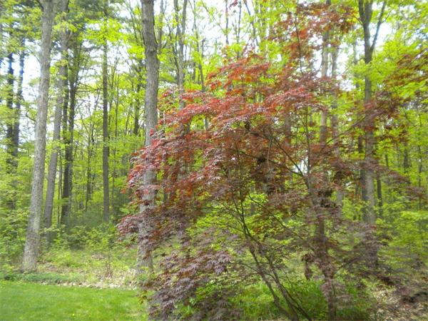 85 North Plain Road Sunderland, MA 01375 - Photo 5 of 13 a backyard of a house with lots of trees