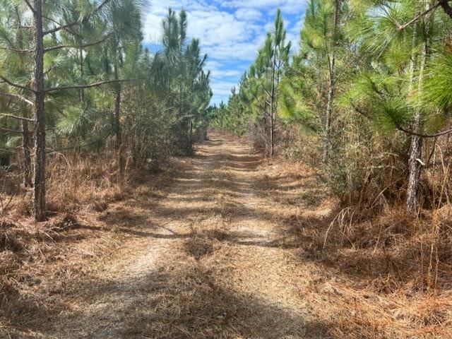 Forty Lost Forty Road Andalusia, AL 36420 - Photo 2 of 10 Gallery Image 2