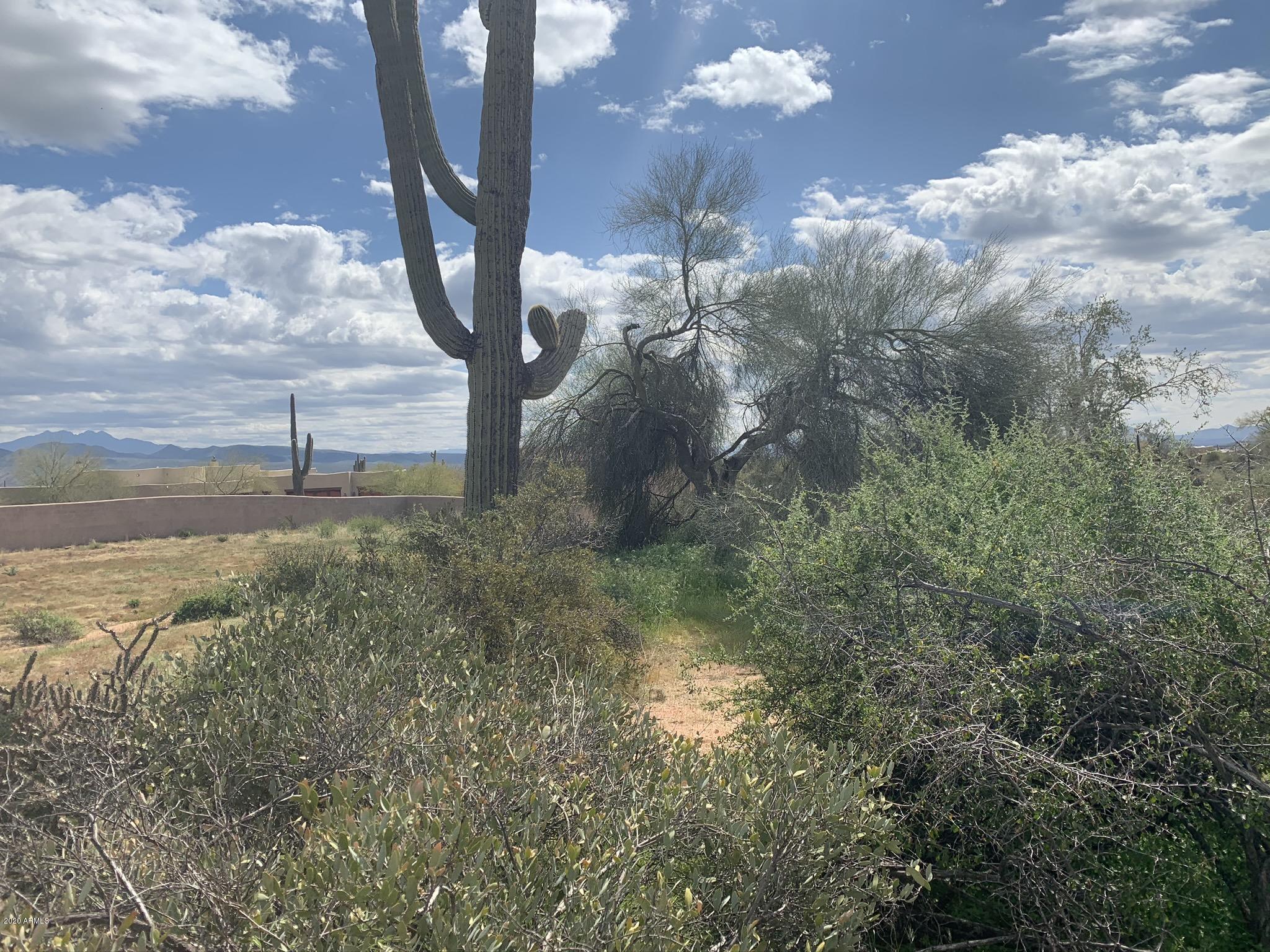 31200 North 174th Street Rio Verde, AZ 85263 - Photo 6 of 20 Lush Desert Vegetation