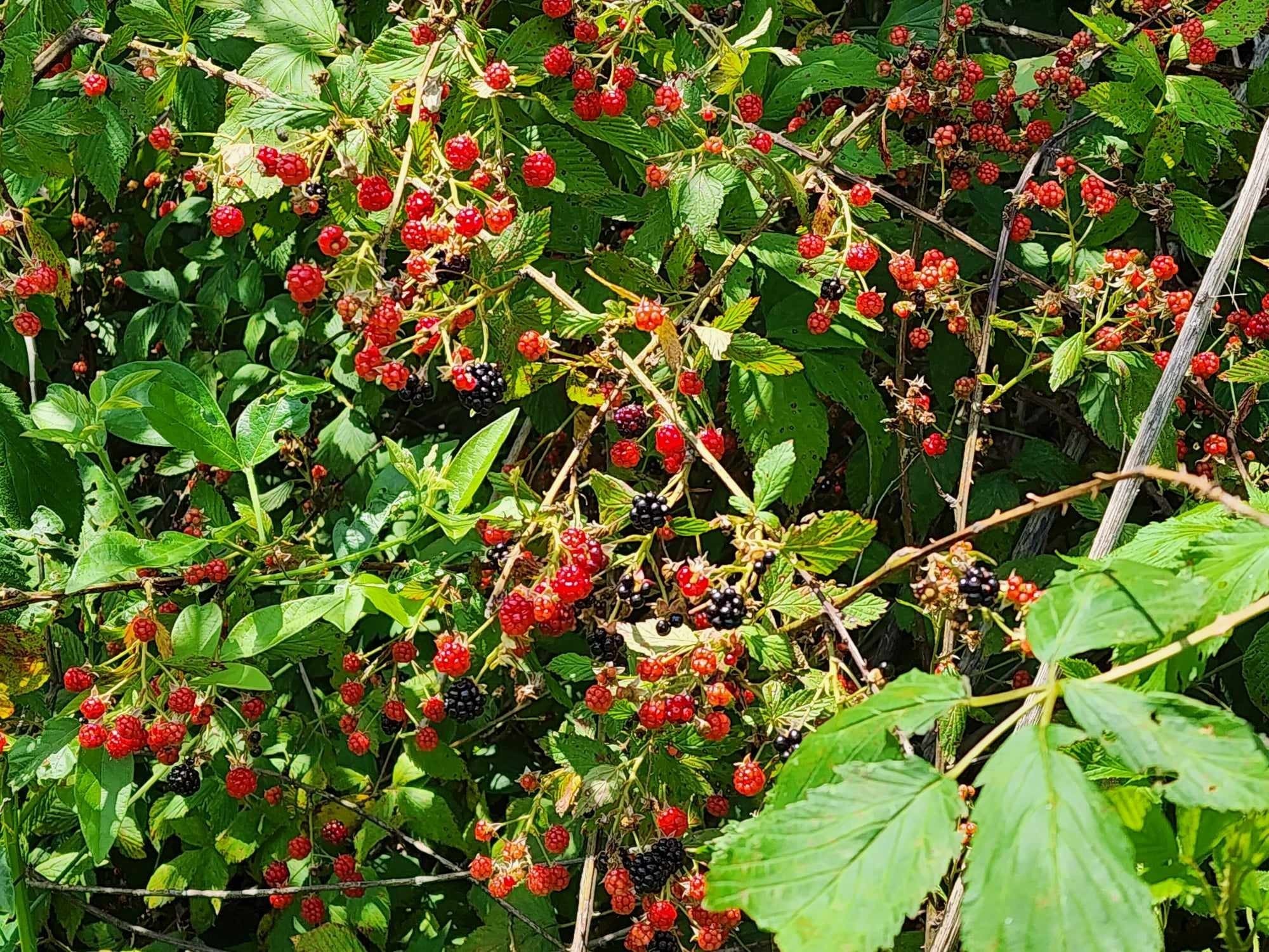 0 Chestnut Grove Road Morrison, TN 37357 - Photo 9 of 14 a view of a flower