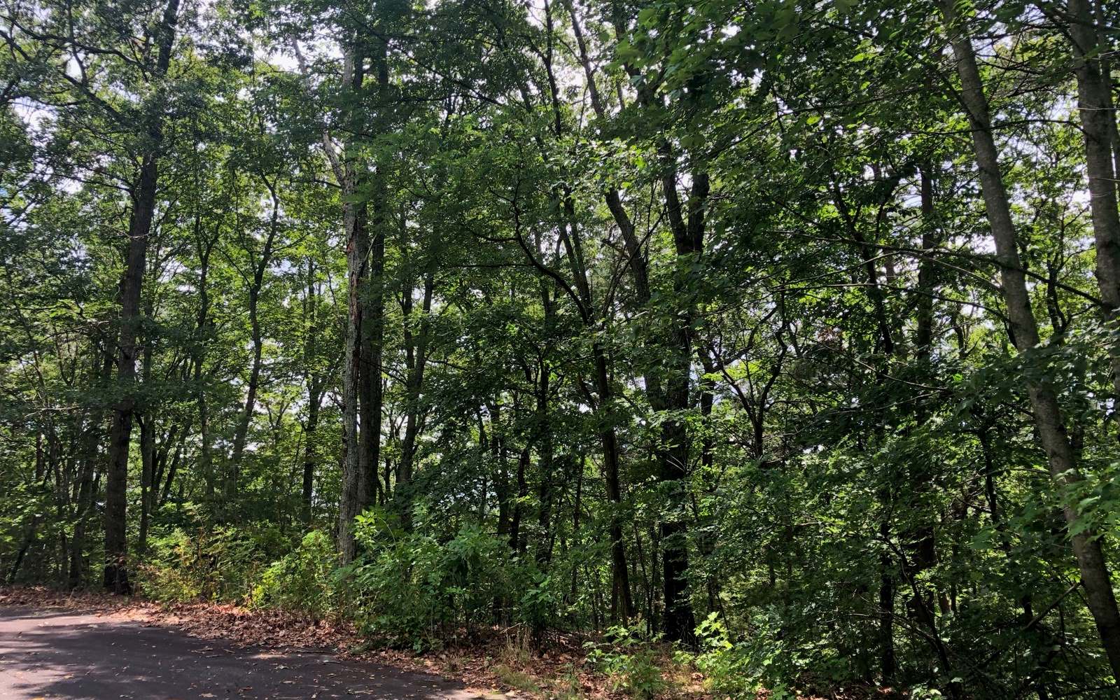 35 Farmstead Road Talking Rock, GA 30175 - Photo 1 of 1 a view of a forest with lots of trees