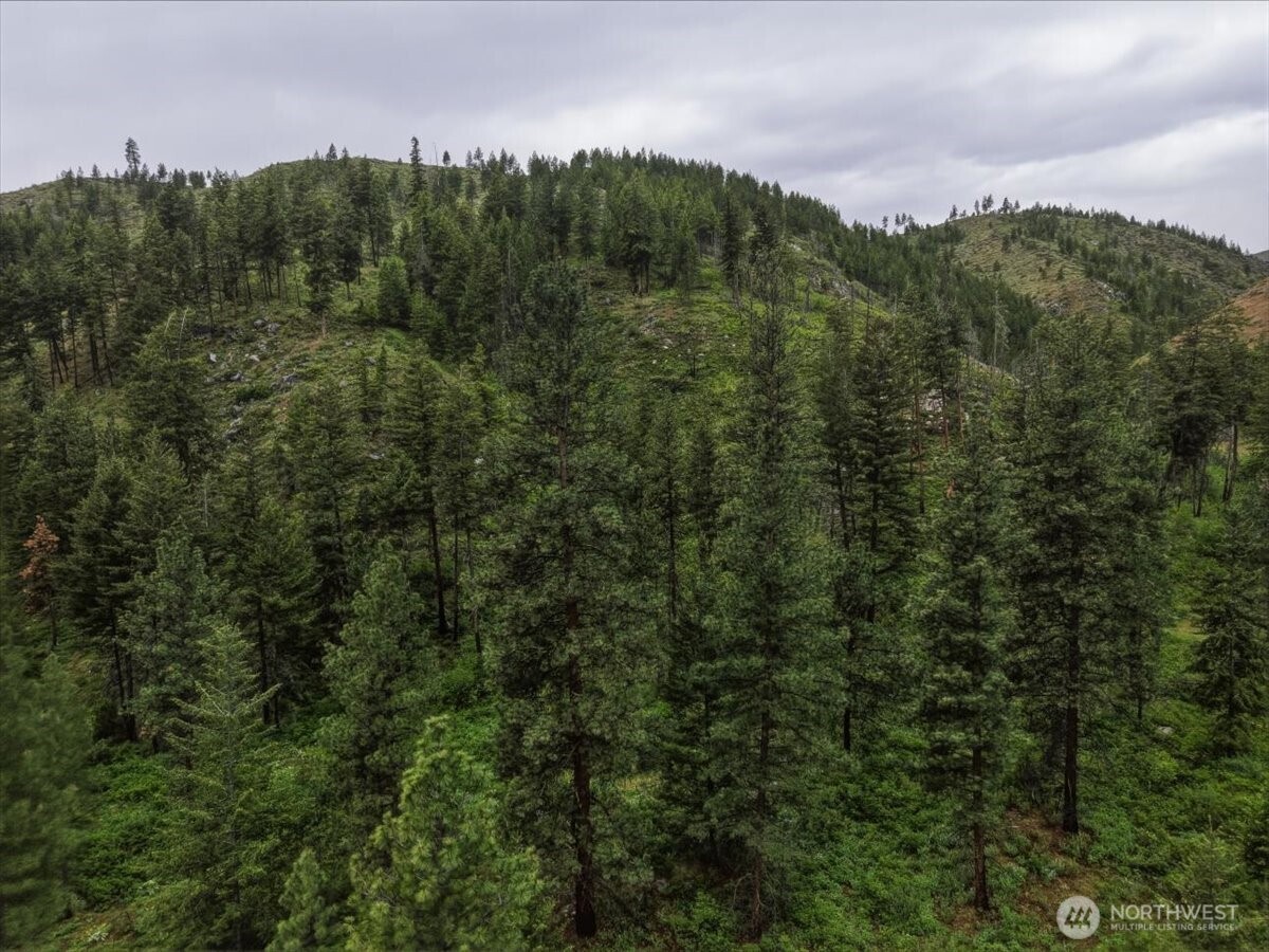 0 Washington Creek Road Chelan, WA 98816 - Photo 19 of 29 a view of a green field with lots of trees