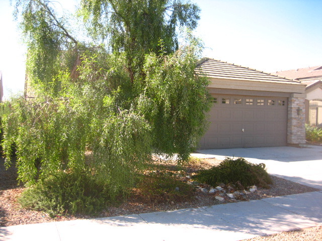 3201 West Pecan Road Phoenix, AZ 85041 - Photo 3 of 31 Front View with Huge Tree