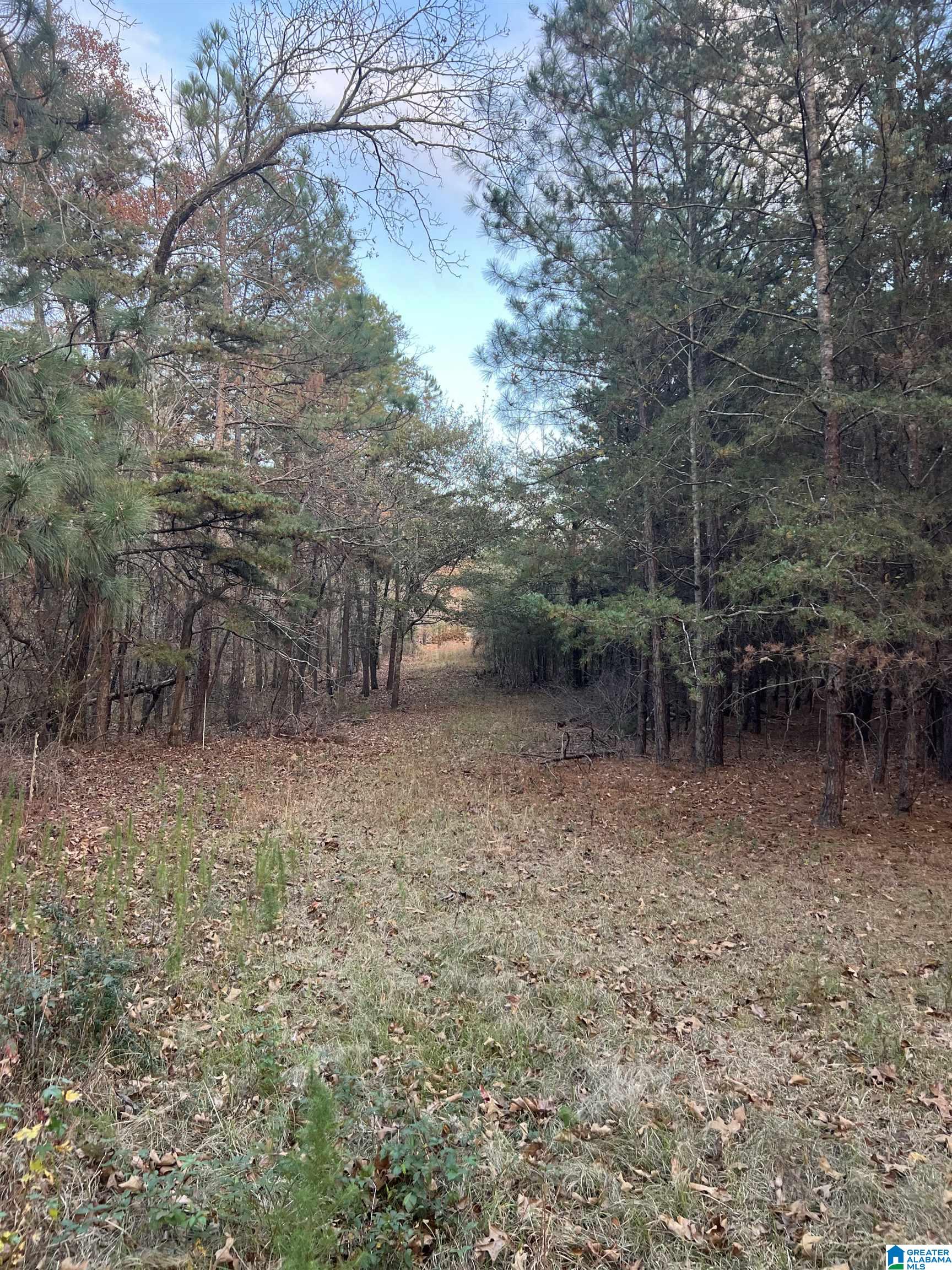 11-acres Risers Mill Road, Unit 11 ACRES Alpine, AL 35014 - Photo 19 of 23