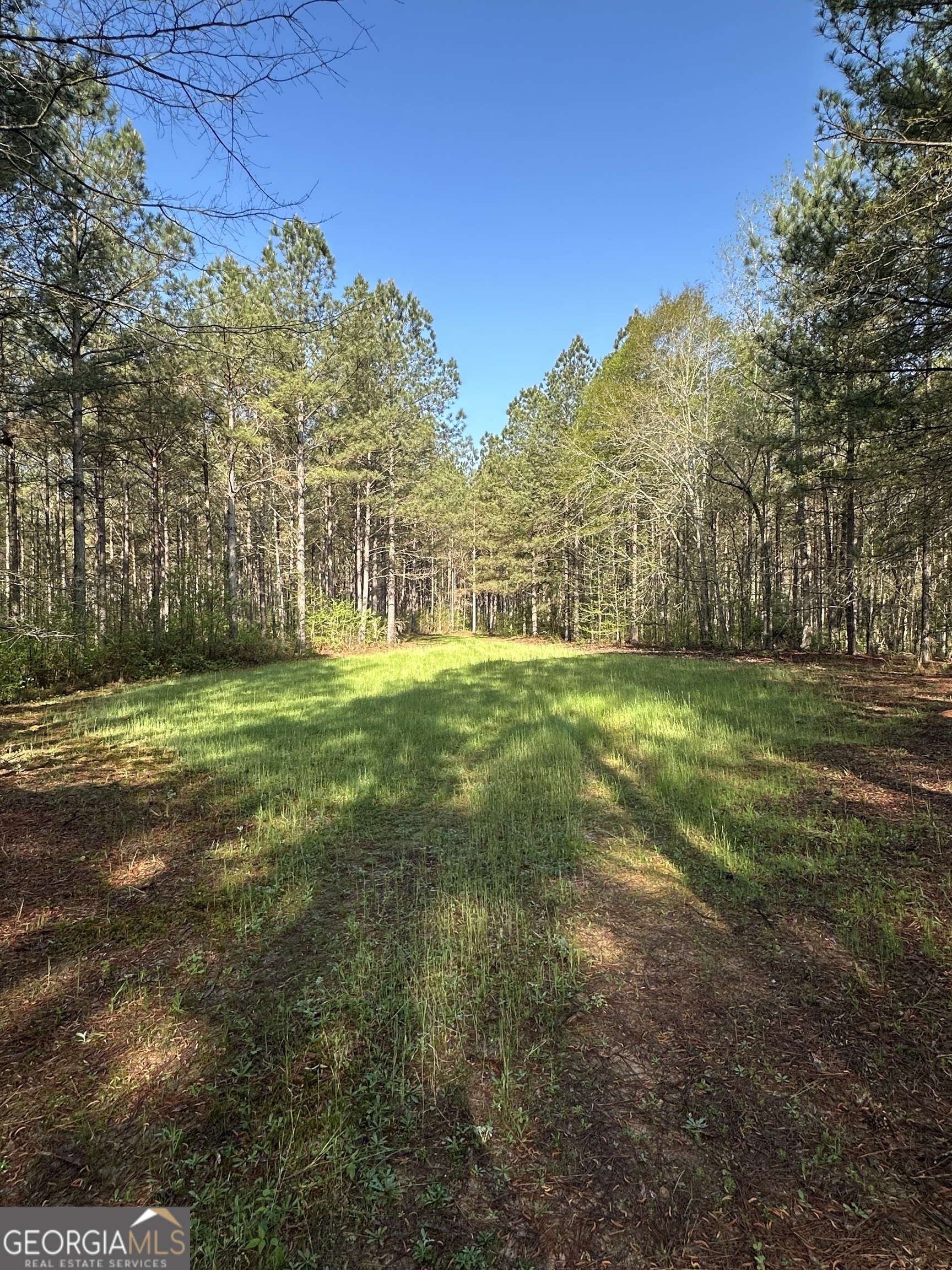 0 J W Dunn Road Warm Springs, GA 31830 - Photo 9 of 11 a view of a trees with a yard