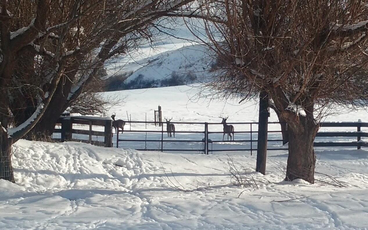 53232 Upper Rhea Creek Road Heppner, OR 97836 - Photo 26 of 40 snowy whitetails oregon thorn creek ranc