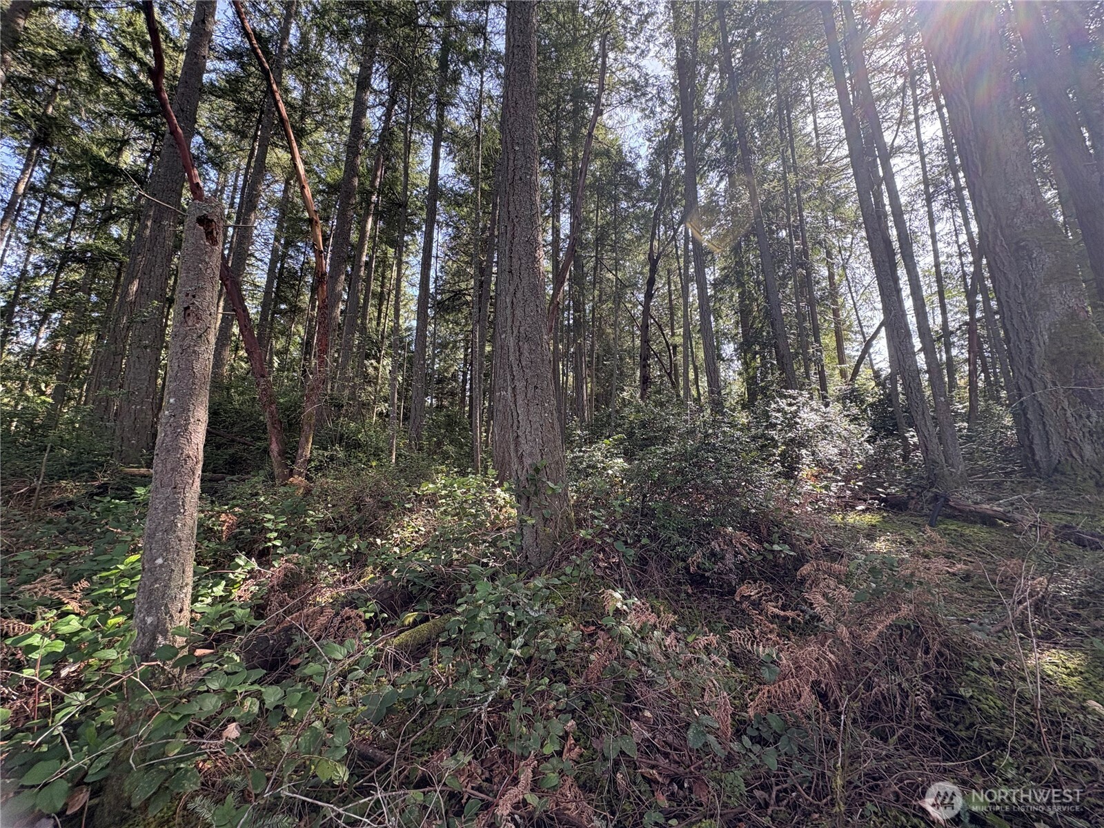 9538 Steffenson Road Anderson Island, WA 98303 - Photo 16 of 35