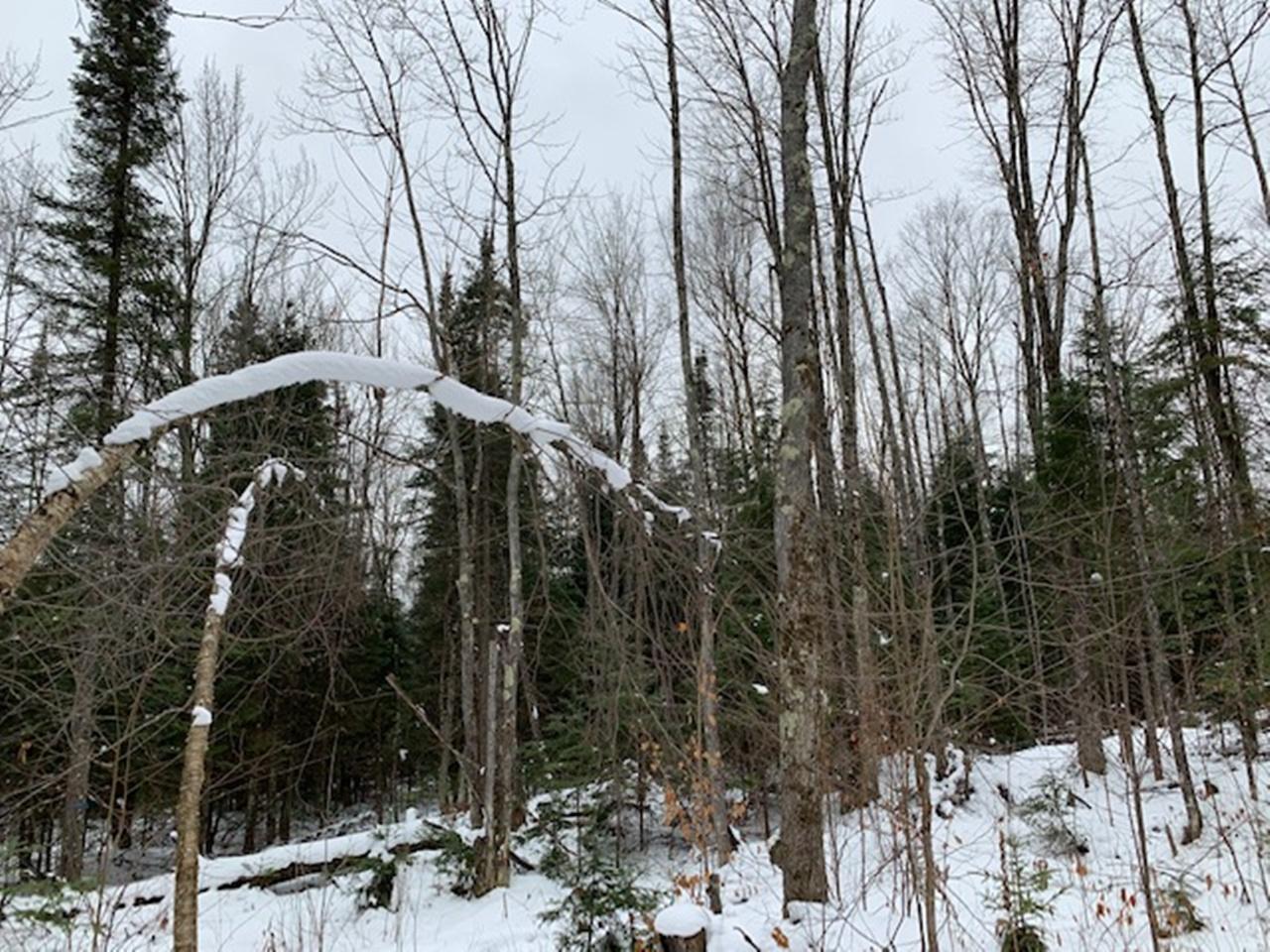 Off Palmquist Road, Unit 80 ACRES Hurley, WI 54534 - Photo 6 of 11 Gallery Image 6