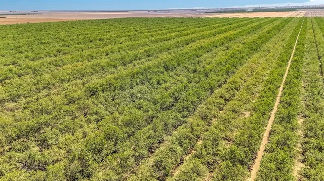 a view of a park with large trees