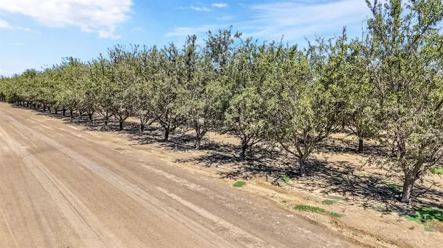 a view of a yard with trees