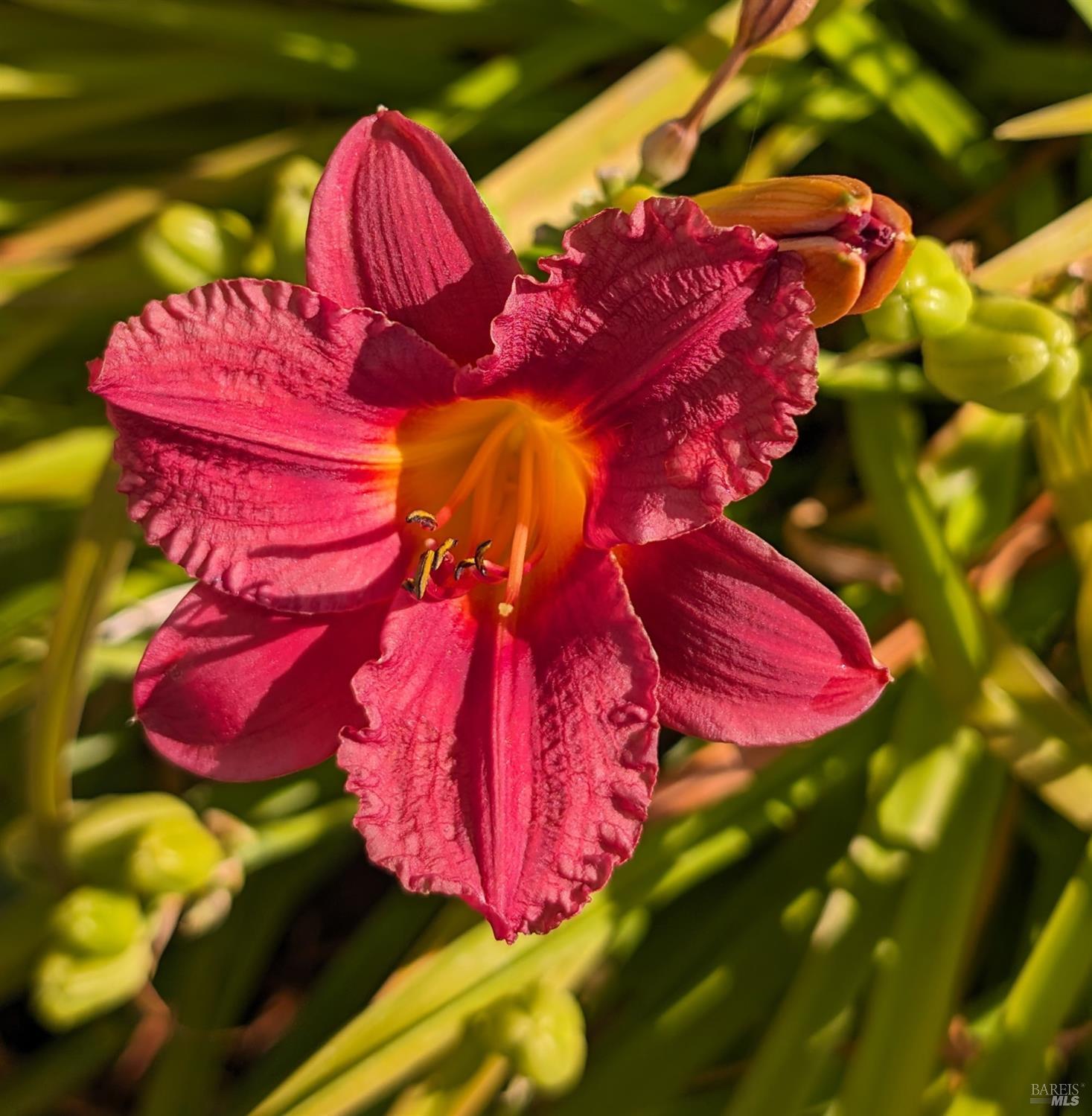 Undisclosed Address Rohnert Park, CA 94928 - Photo 27 of 29 a view of a yard