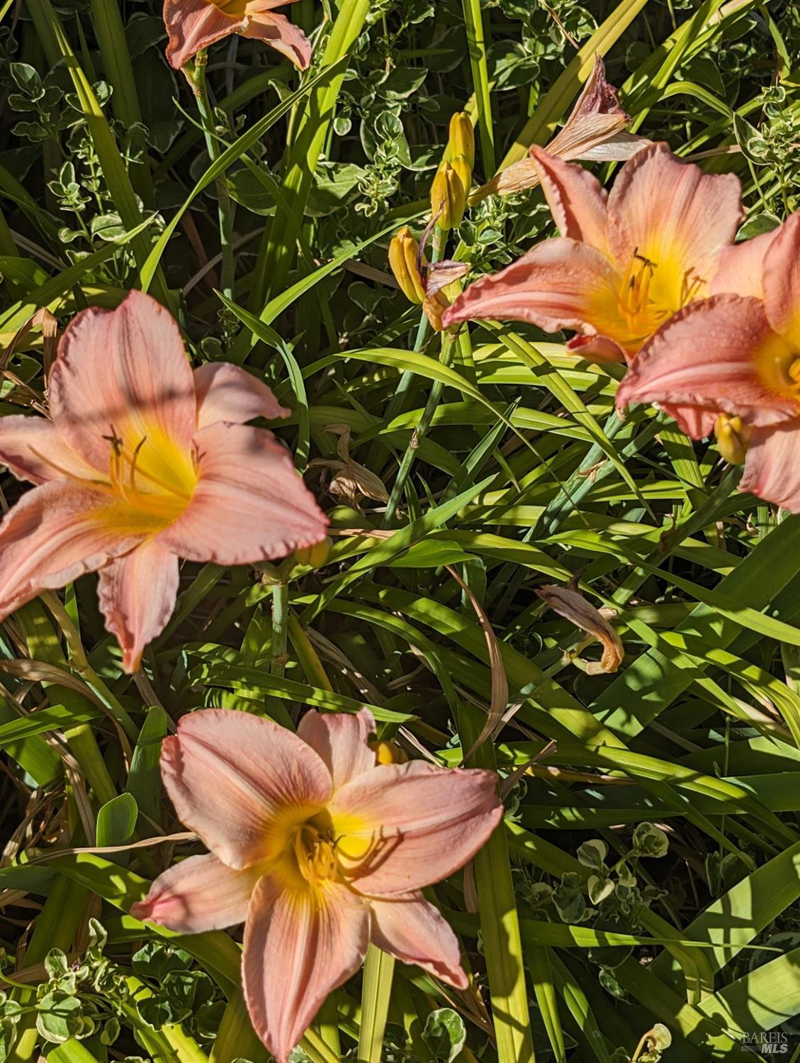 Undisclosed Address Rohnert Park, CA 94928 - Photo 28 of 29 a view of a tree in a garden