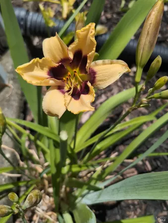 a picture of flowers