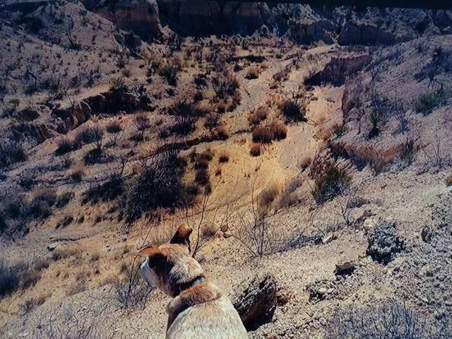 a view of a dry yard