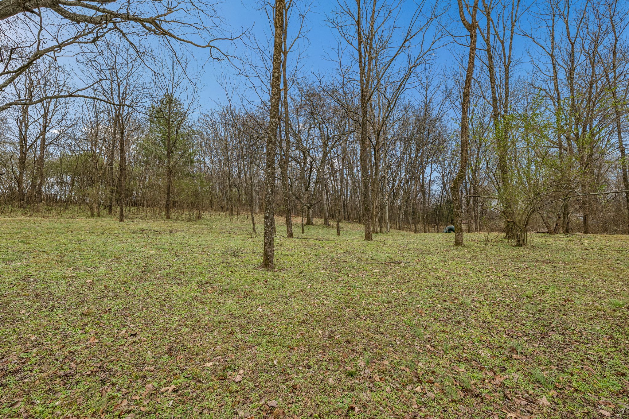 670 North Ridge Road Columbia, TN 38401 - Photo 34 of 45 a view of a tree in a yard