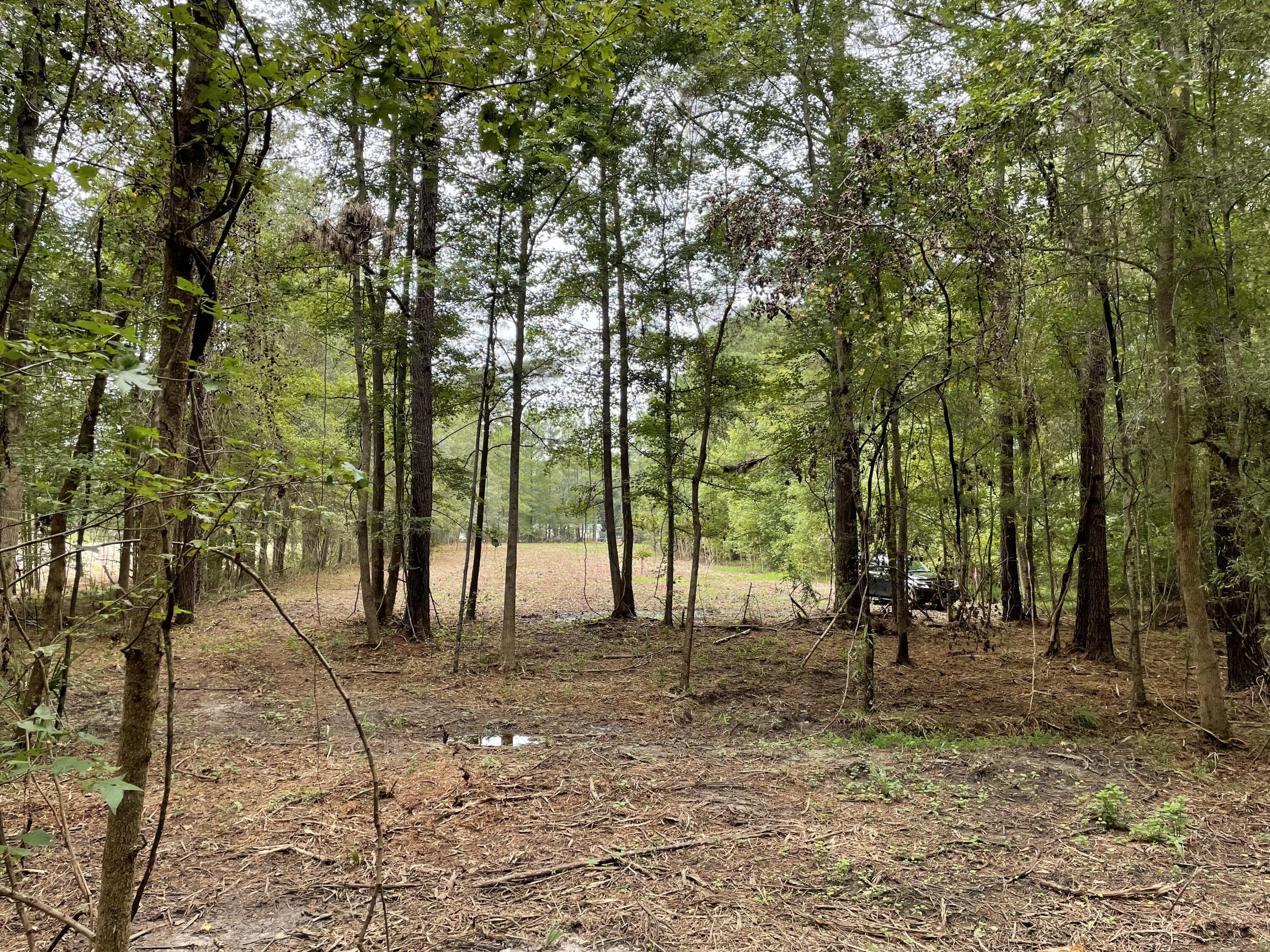 0 Sampson Road Ridgeville, SC 29472 - Photo 3 of 7 IMG_0342