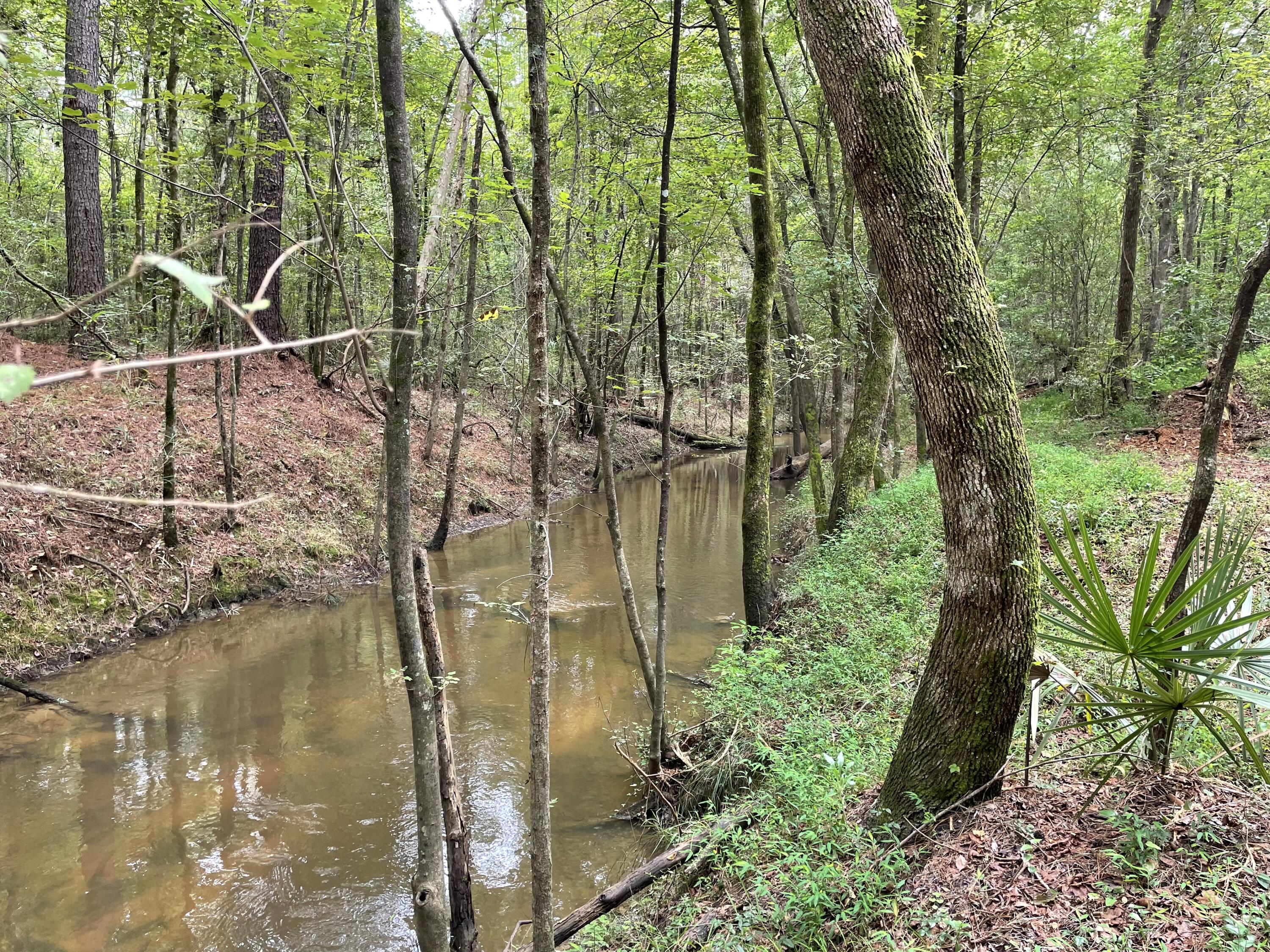 0 Sampson Road Ridgeville, SC 29472 - Photo 4 of 7 IMG_0348