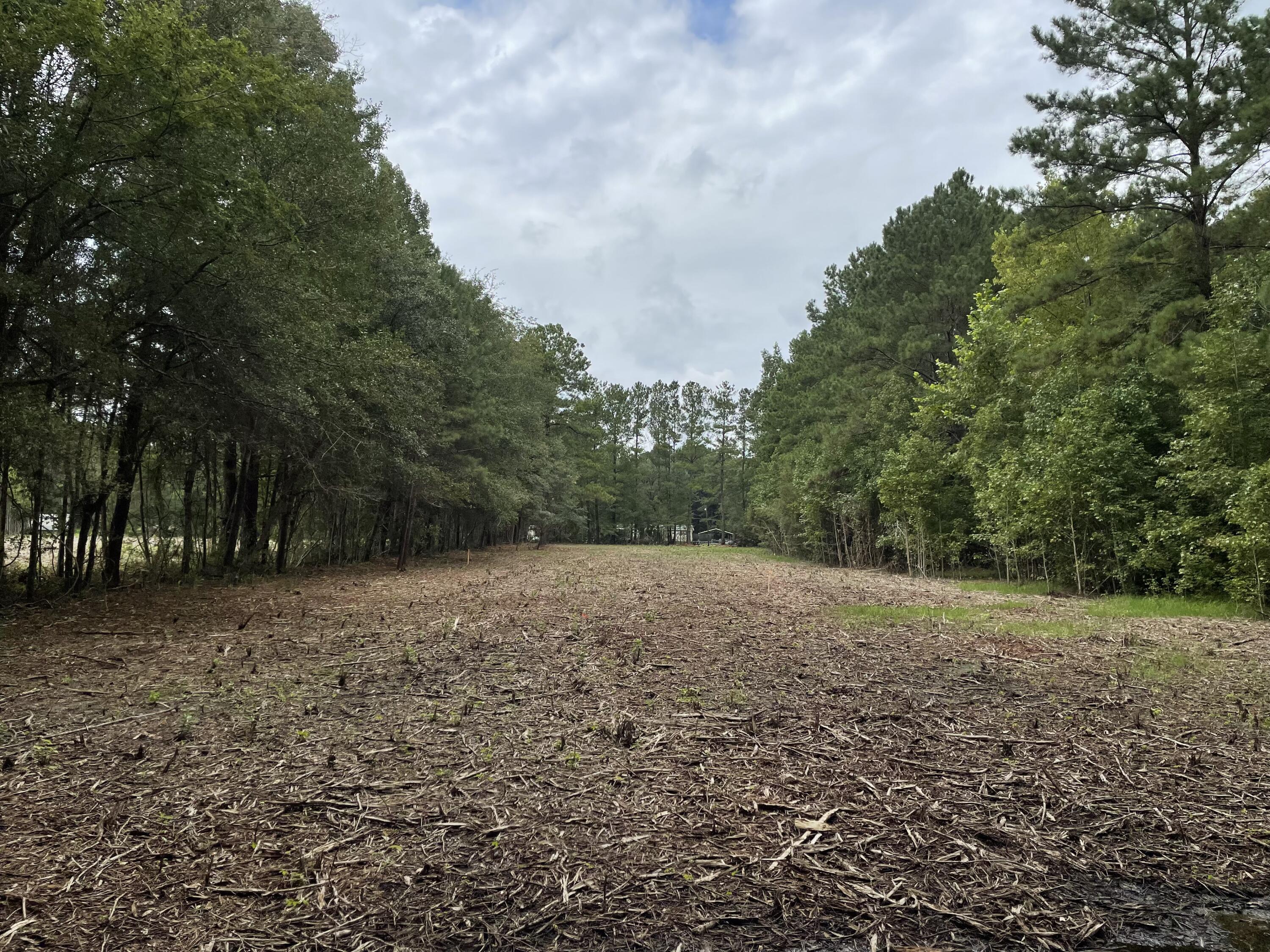 0 Sampson Road Ridgeville, SC 29472 - Photo 6 of 7 IMG_0335