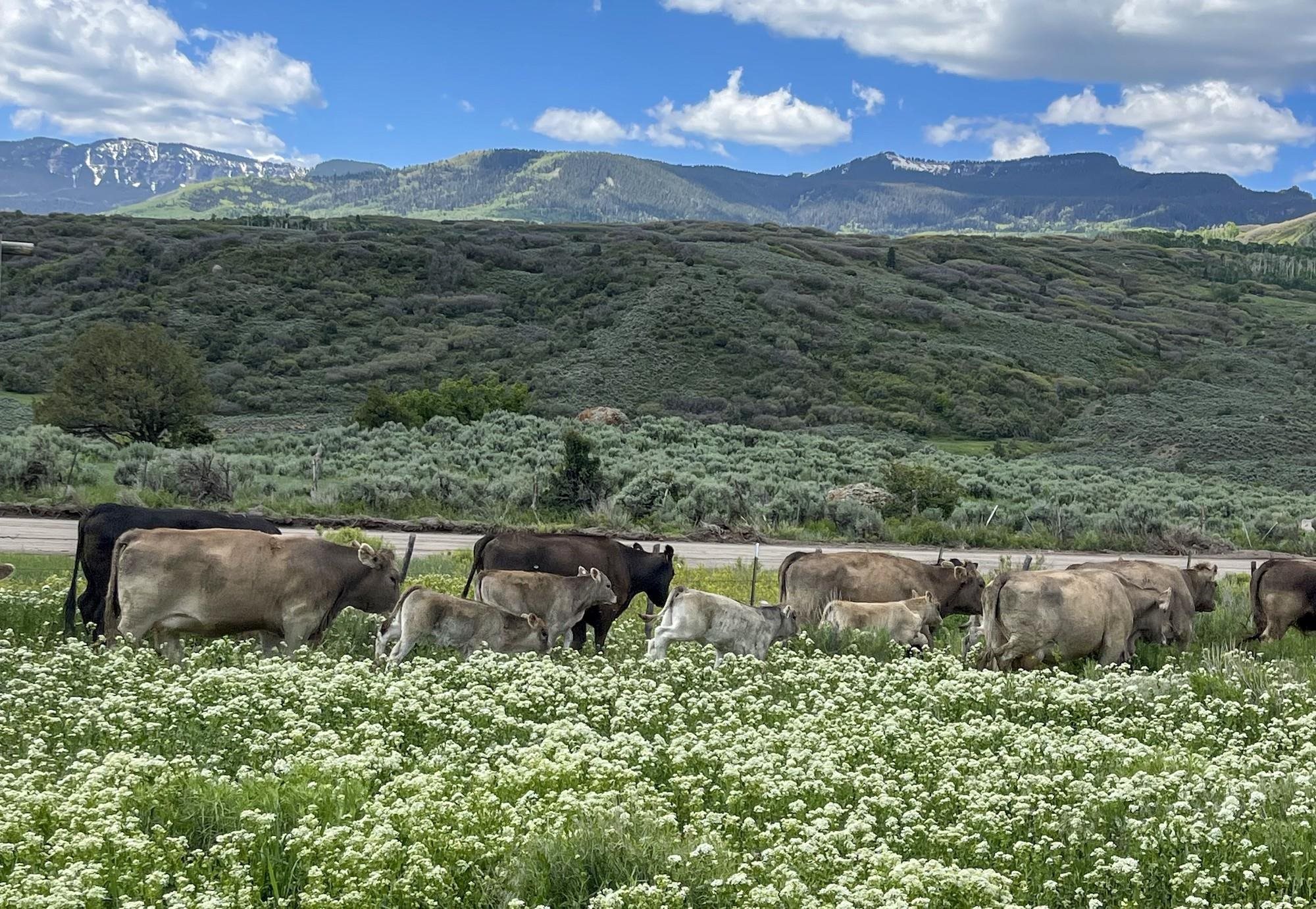 22000 P77 Road Montrose, CO 81403 - Photo 16 of 37 a view of a lush green field