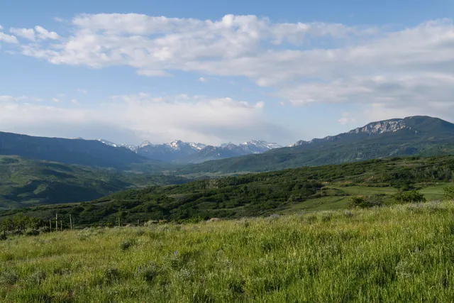 a close up of a plant in a garden