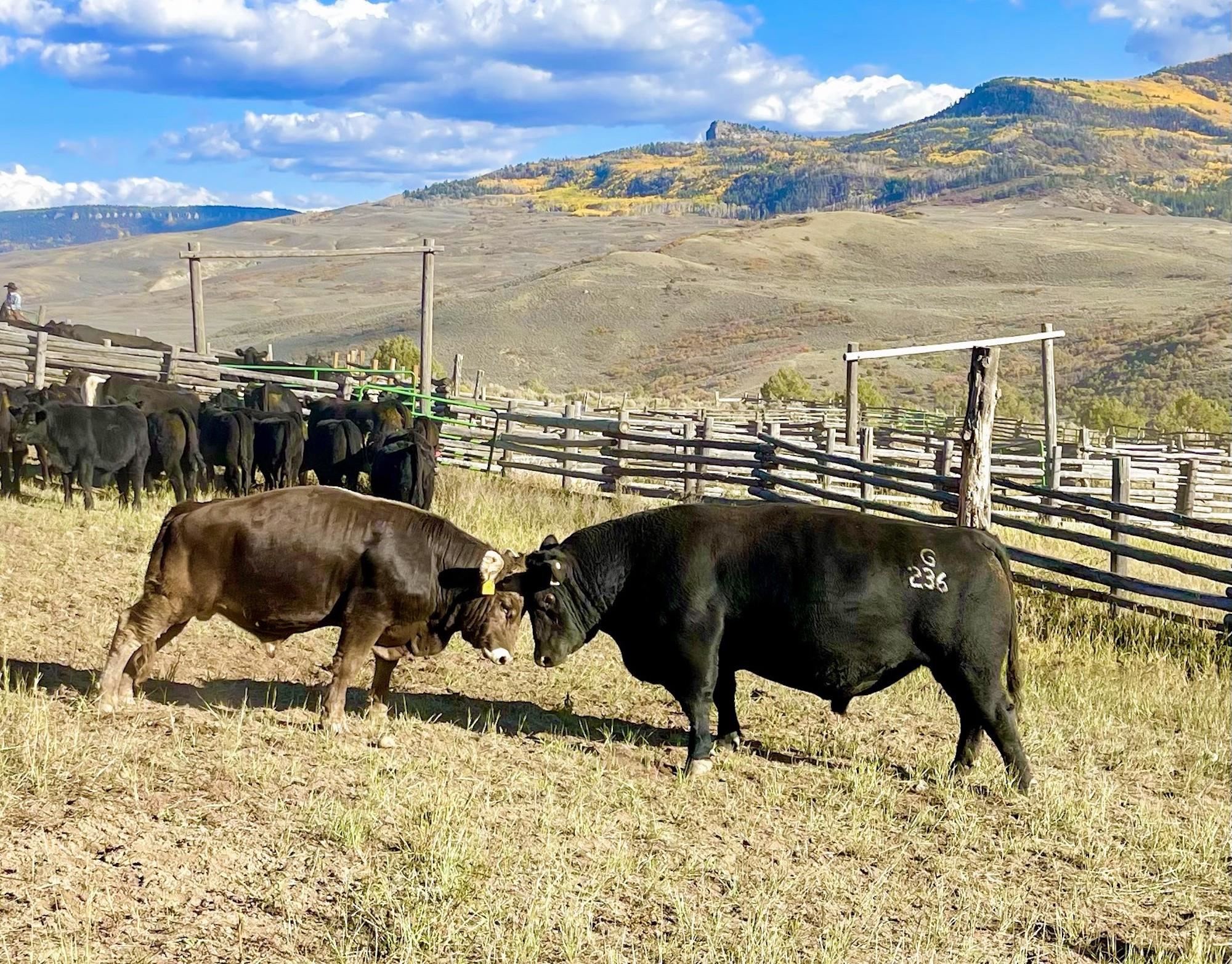 22000 P77 Road Montrose, CO 81403 - Photo 25 of 37 a view of a terrace with chairs