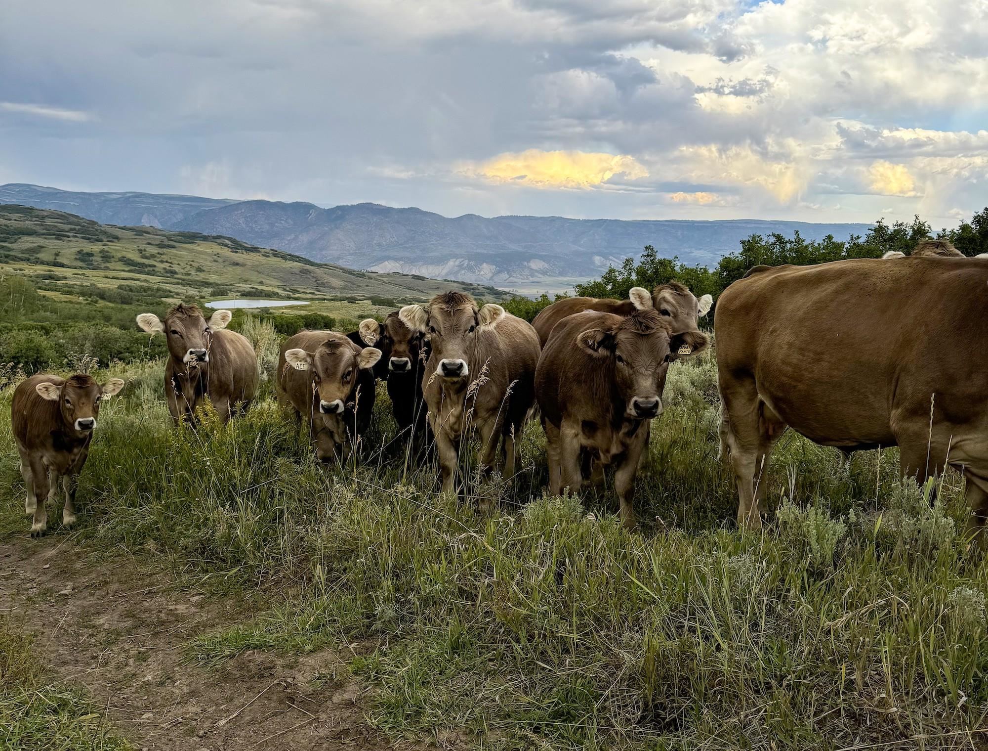 22000 P77 Road Montrose, CO 81403 - Photo 26 of 37 a view of a city with mountains in the background
