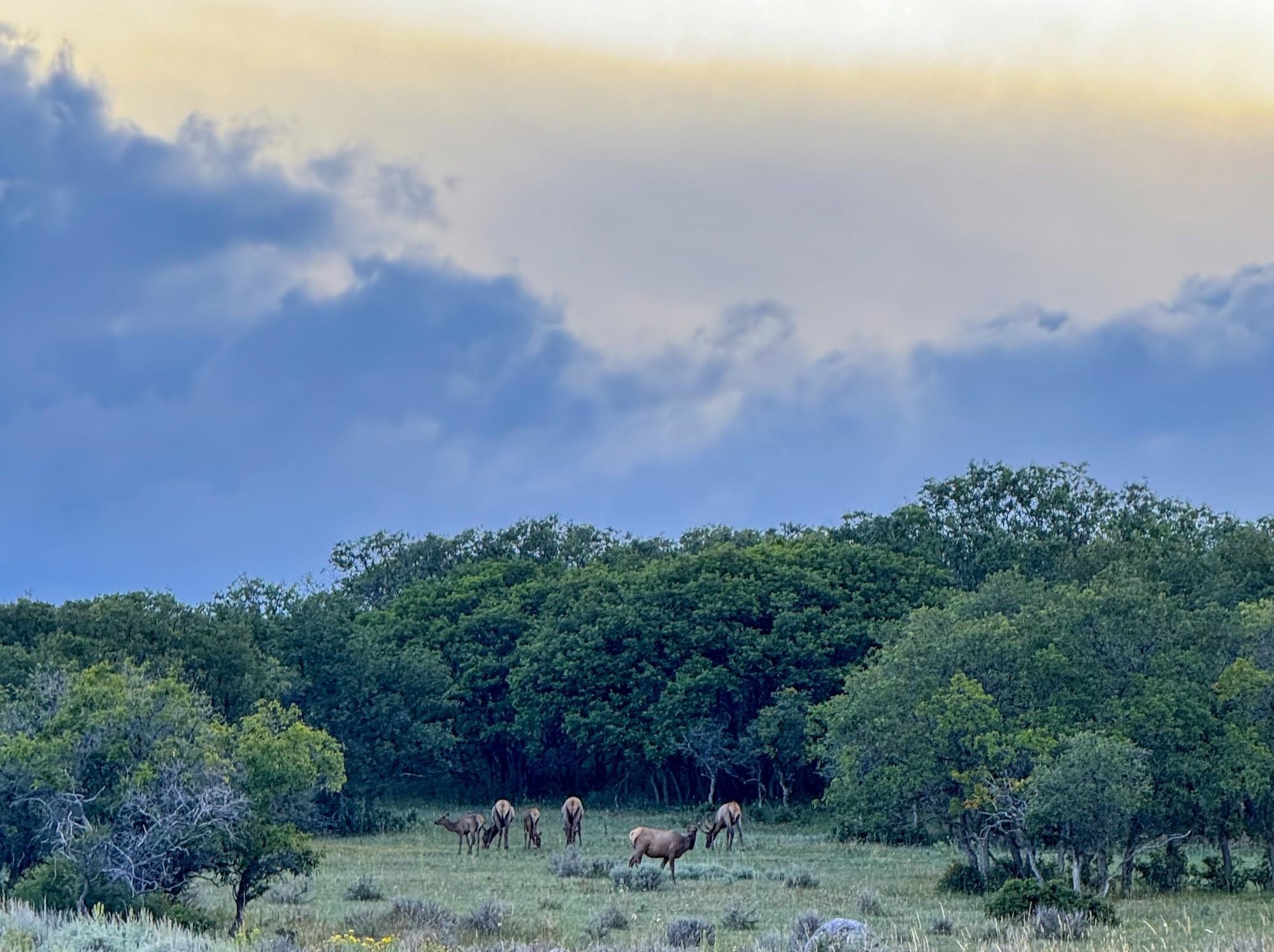 22000 P77 Road Montrose, CO 81403 - Photo 29 of 37 a view of a city with lush green forest