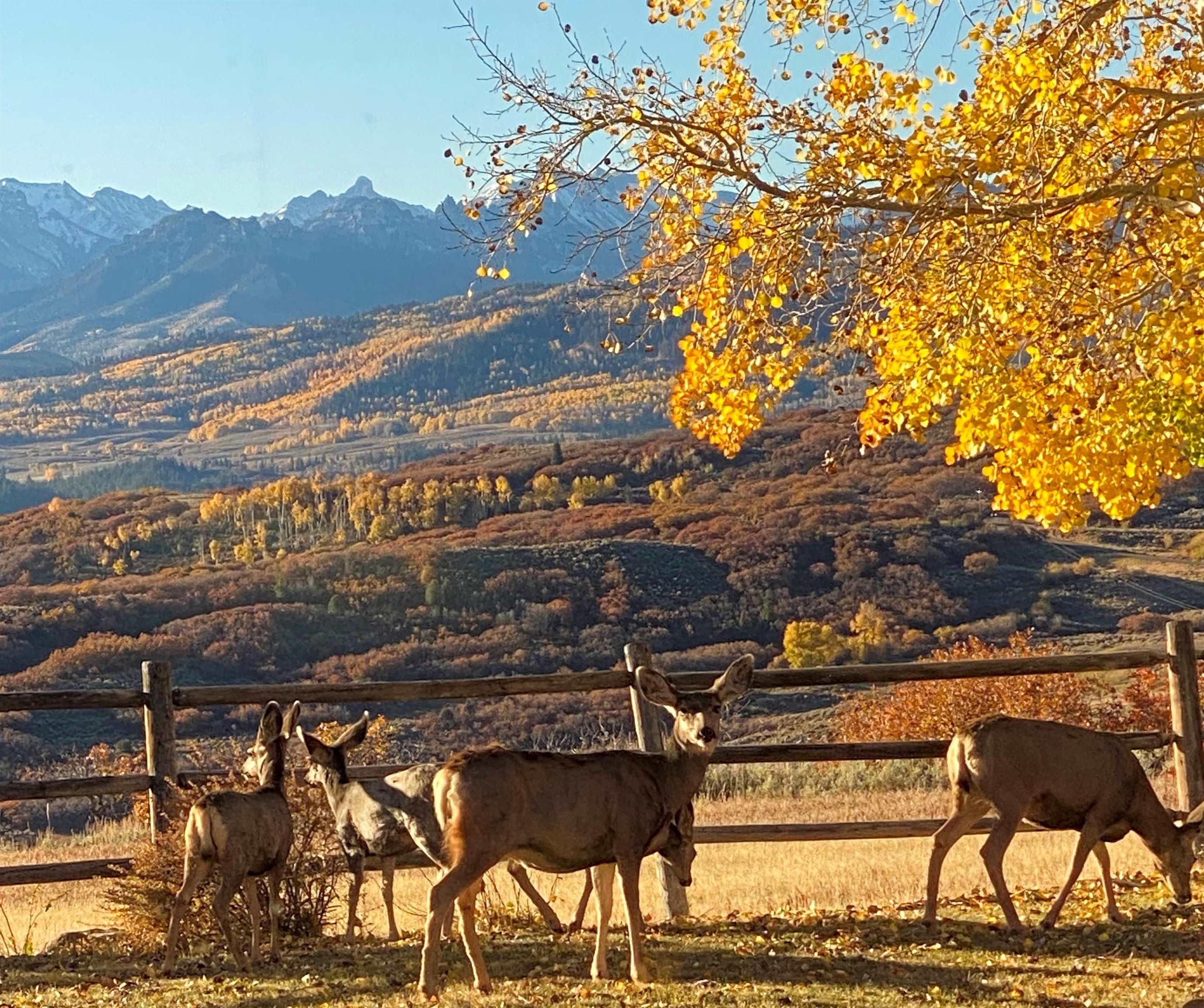 22000 P77 Road Montrose, CO 81403 - Photo 36 of 37 a view of a balcony with an outdoor space