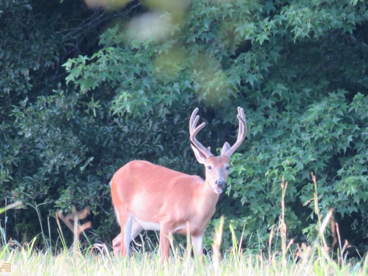 a view of a backyard with potted plants and large trees