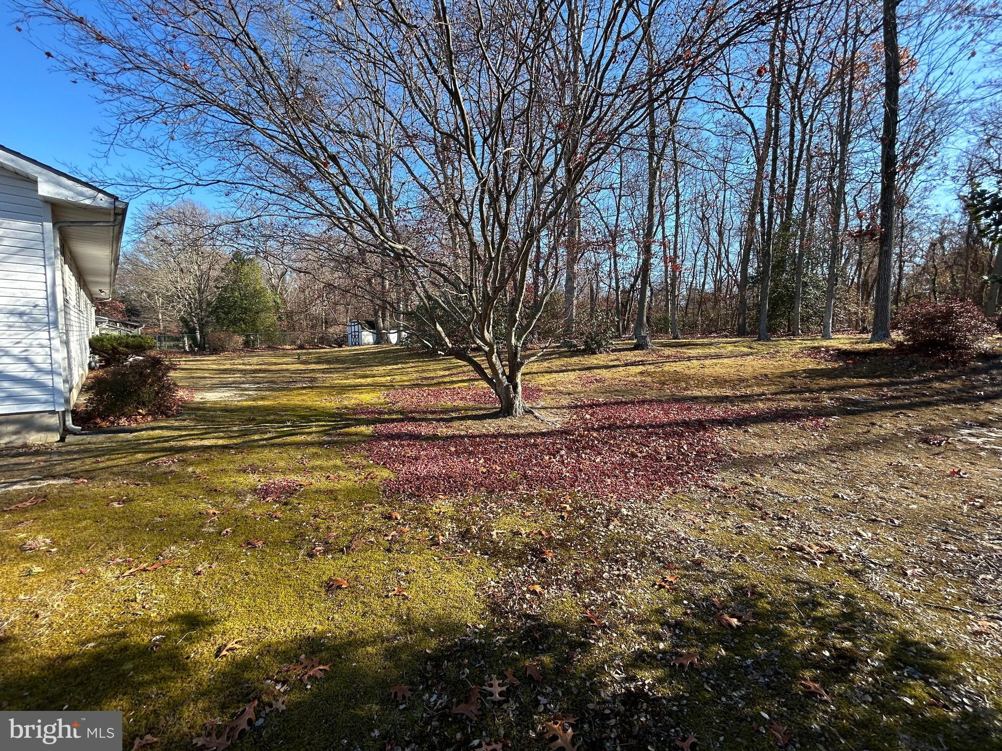 41 Roberts Avenue Bridgeton, NJ 08302 - Photo 3 of 7 a view of a yard with large trees