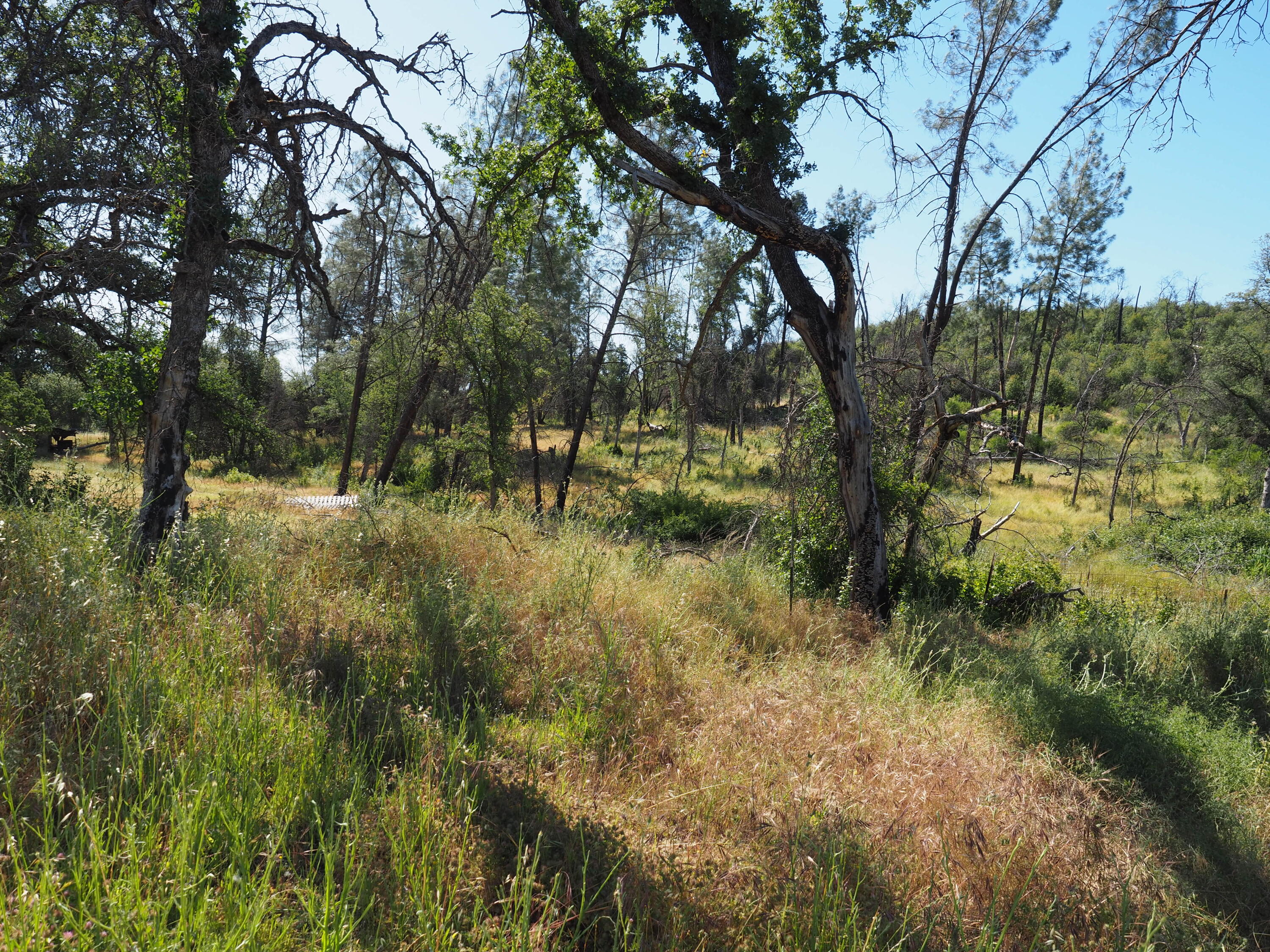 20103 Parocast Road Redding, CA 96003 - Photo 14 of 24 a view of outdoor space and trees