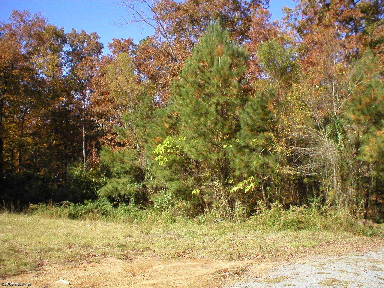 1396 Raccoon Creek Road Jasper, AL 35504 - Photo 4 of 5 Gallery Image 4