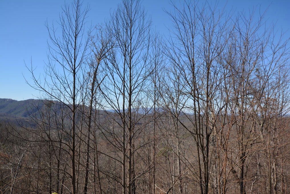 1114 East Kings Ridge Road Gatlinburg, TN 37738 - Photo 10 of 10 J
