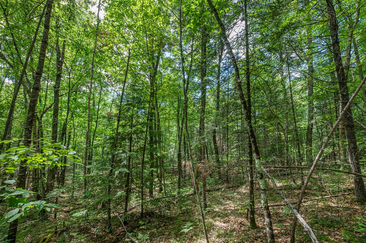 Off East Bass Lake Road Eagle River, WI 54521 - Photo 7 of 16 Gallery Image 7