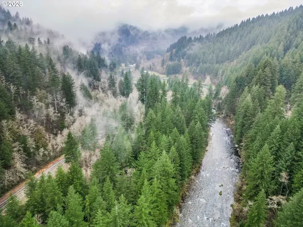 a view of a forest that has a tree
