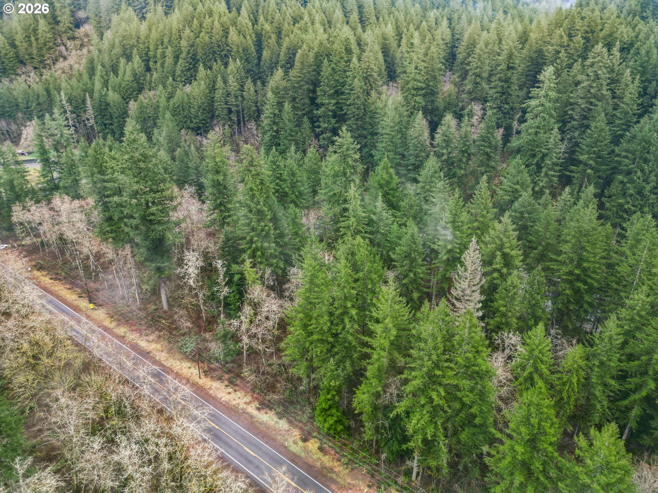 15202 Washougal River Road Washougal, WA 98671 - Photo 31 of 32 a view of a forest that has a tree