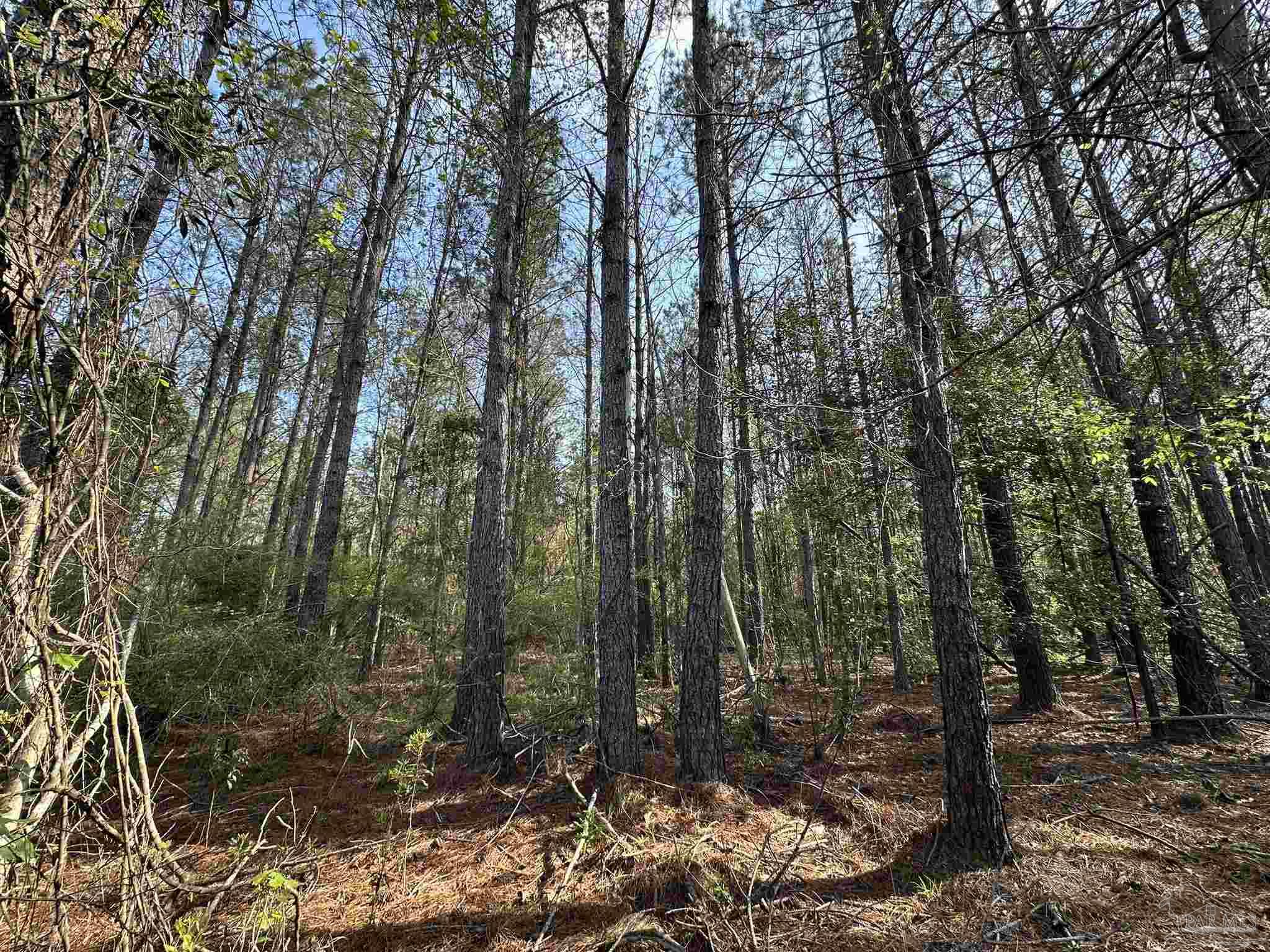 15-ac Snyder Road Frisco City, AL 36445 - Photo 6 of 22