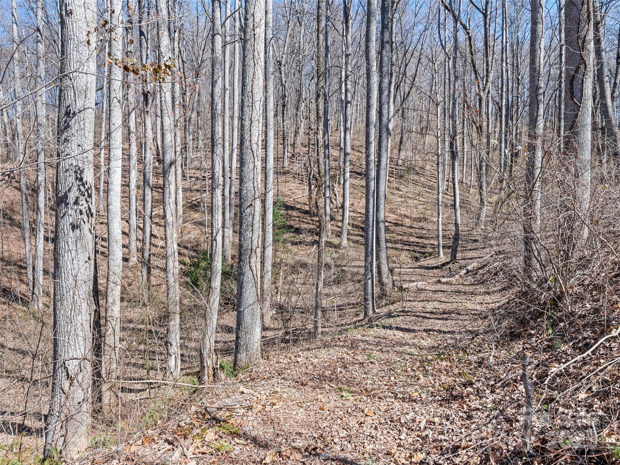 0 Wildcat Mountain Road Waynesville, NC 28786 - Photo 12 of 30 Gallery Image 12