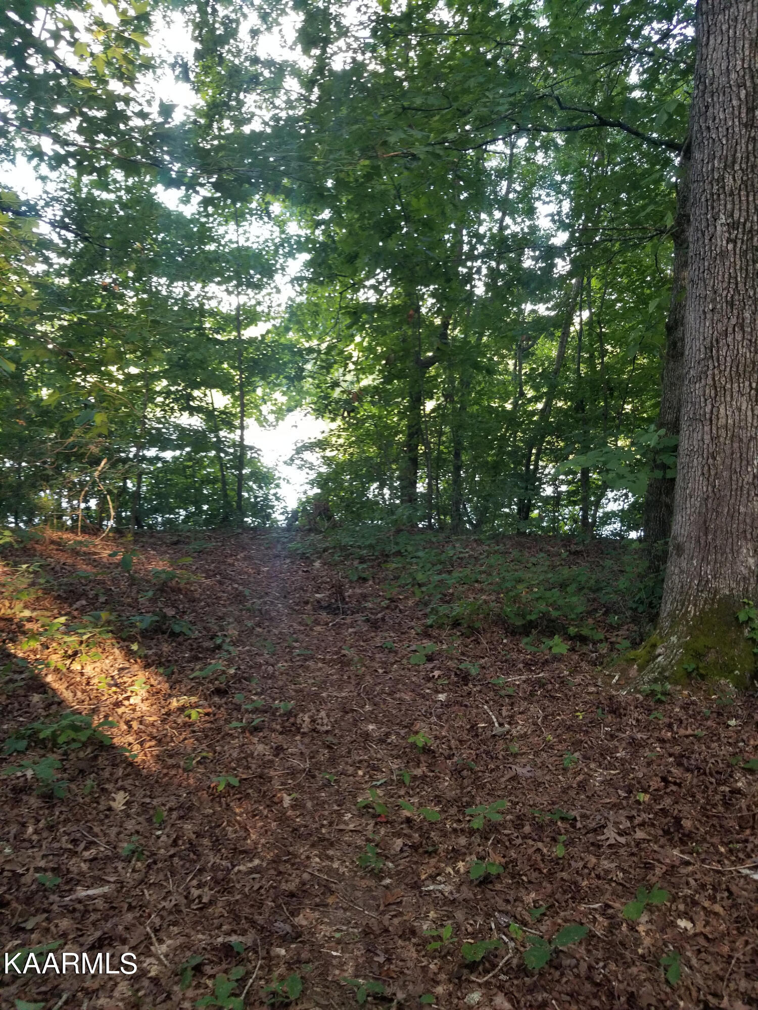 146 Helton Vojtkofsky Road Ten Mile, TN 37880 - Photo 6 of 8 6