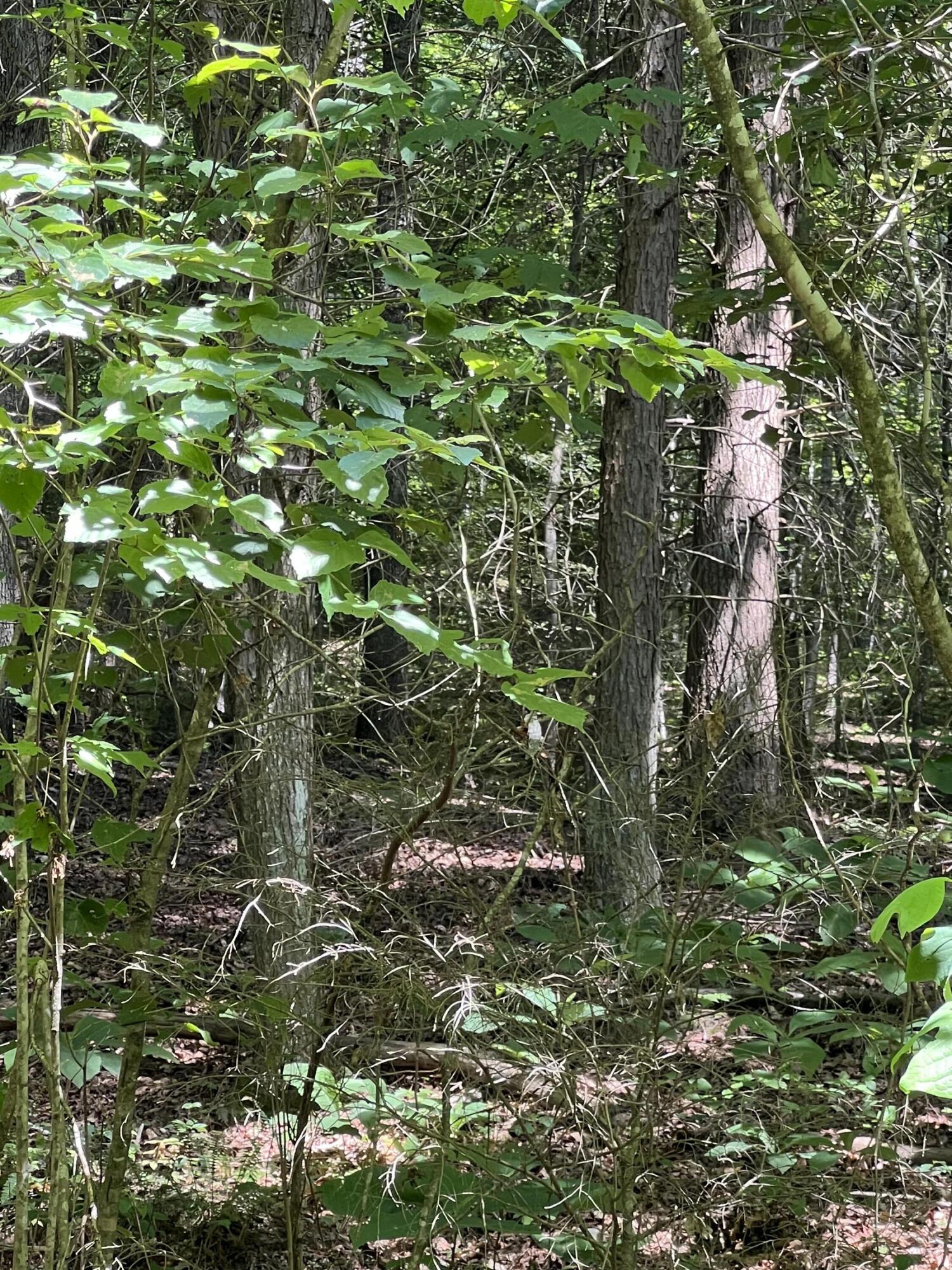 9999 Trace Branch Road Livingston, KY 40445 - Photo 6 of 16 4EC38347-1607-4F11-B379-20A3433F2DEE