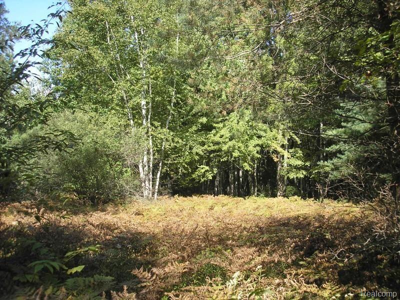 2850 Mertz Road Caro, MI 48723 - Photo 5 of 5 2850 woods on the property.jpg
