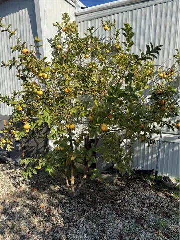 a view of a house with a tree