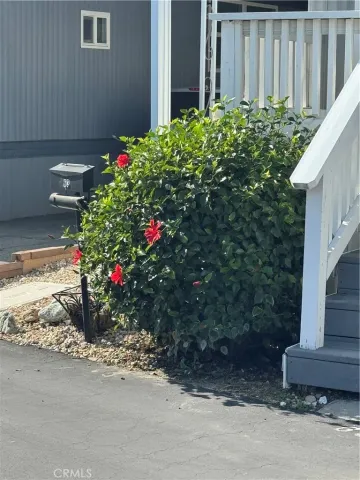 a flower plants in front of a house