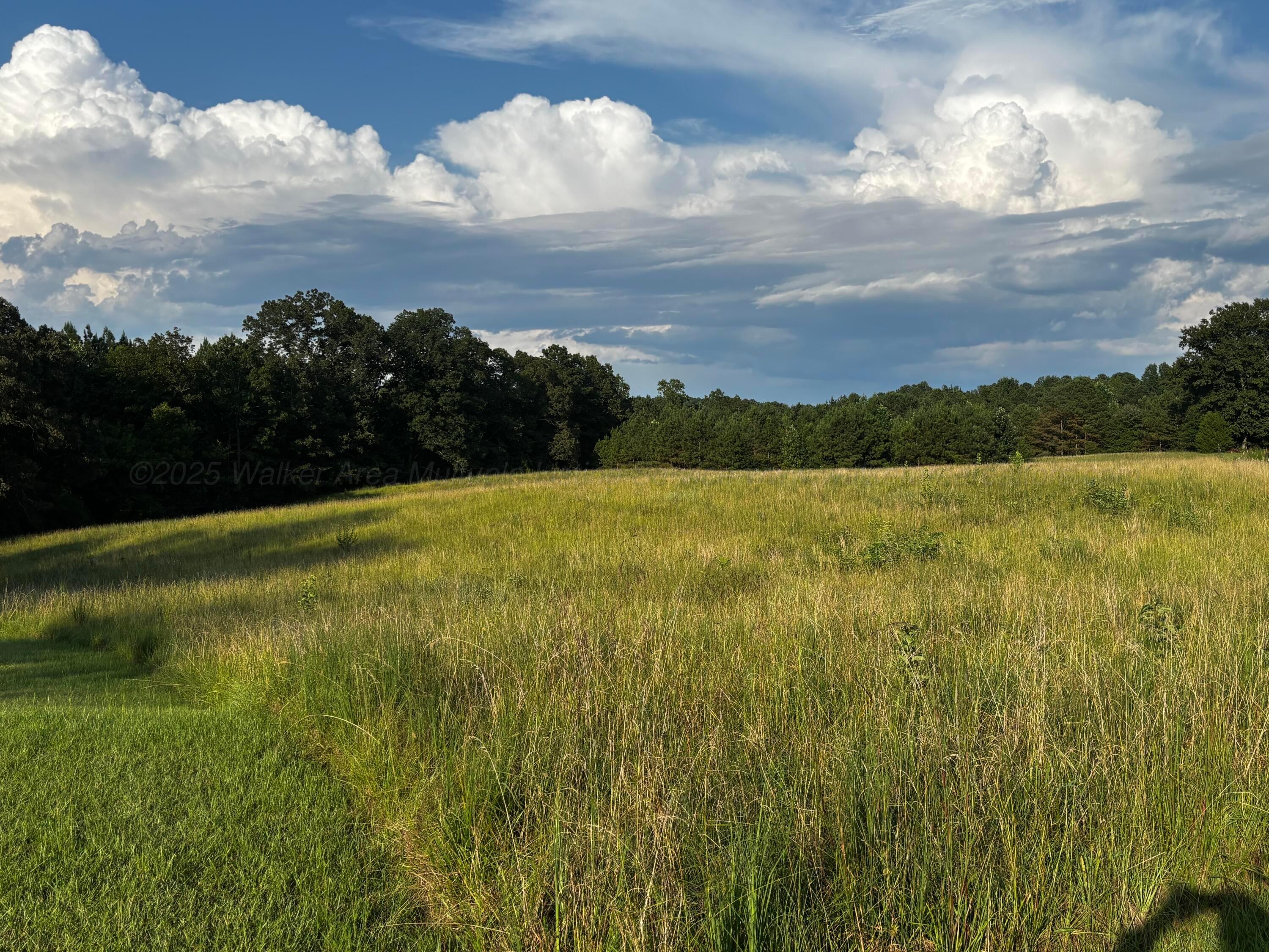 2450 Slicklizzard Road Nauvoo, AL 35578 - Photo 6 of 10 Image of Field on Property