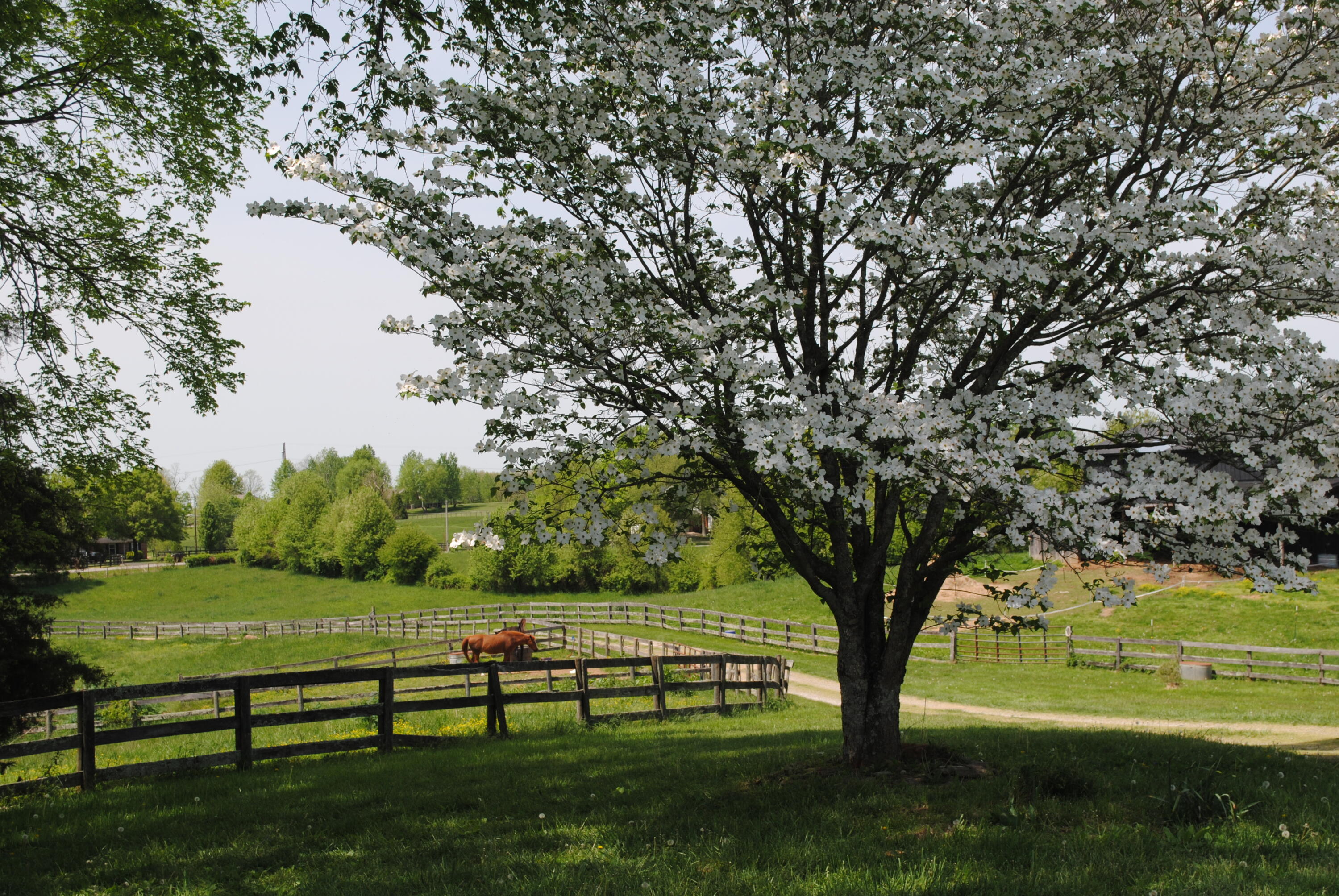 4750 Fords Mill Road Versailles, KY 40383 - Photo 6 of 24 DSC_0052